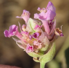 Lippia origanoides