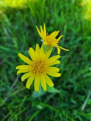 Arnica chamissonis, photograph Celina Waldron, CC BY, iNaturalist via GBIF