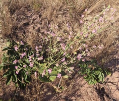 Lippia origanoides