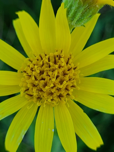 Arnica chamissonis, photograph 5
