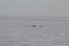 Balaenoptera borealis