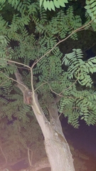 Ailanthus altissima