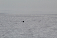 Balaenoptera borealis