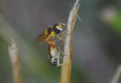 Sphaerophoria contigua