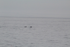 Balaenoptera borealis