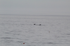 Balaenoptera borealis