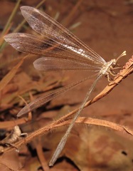 Ameromyia pubiventris