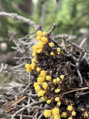 Chrysomyxa arctostaphyli