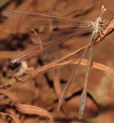 Ameromyia pubiventris
