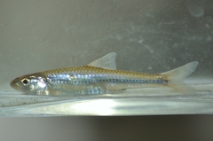 Notropis stramineus