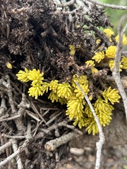 Chrysomyxa arctostaphyli
