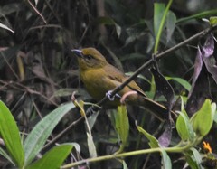 Sphenopsis frontalis