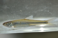 Notropis stramineus