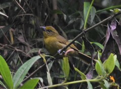 Sphenopsis frontalis