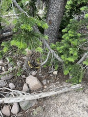 Chrysomyxa arctostaphyli