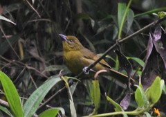 Sphenopsis frontalis