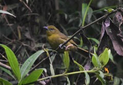 Sphenopsis frontalis