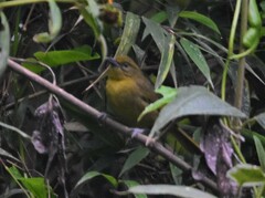 Sphenopsis frontalis