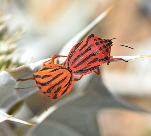 Photo of Semipunctated Shield Bug (Graphosoma semipunctatum)