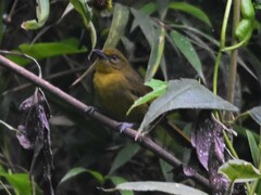 Sphenopsis frontalis