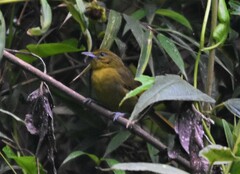 Sphenopsis frontalis