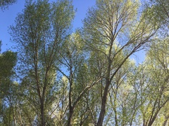 Populus × hinckleyana