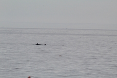 Balaenoptera borealis