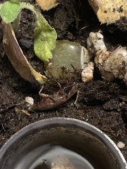 Orthostethus infuscatus