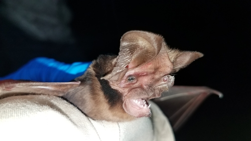 Madagascar free-tailed bat