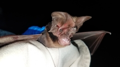 Otomops madagascariensis