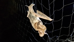 Otomops madagascariensis