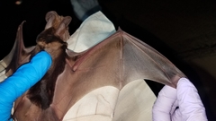 Otomops madagascariensis