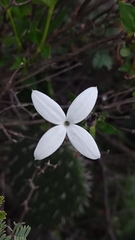 Bouvardia longiflora