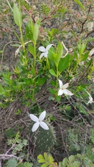 Bouvardia longiflora