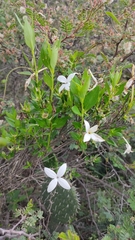 Bouvardia longiflora