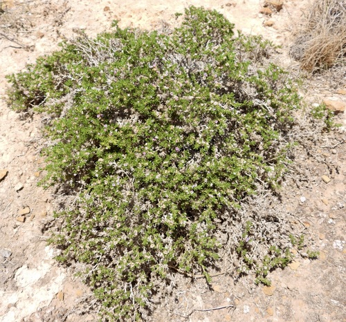 Image of Tiquilia hispidissima by (c) Bob Nieman, some rights reserved (CC BY)