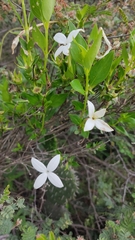 Bouvardia longiflora