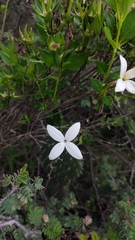Bouvardia longiflora