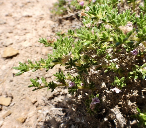 Image of Tiquilia hispidissima by (c) Bob Nieman, some rights reserved (CC BY)