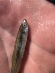 Notropis percobromus