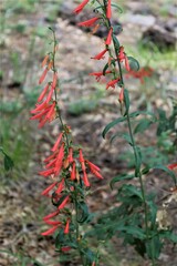 Penstemon barbatus