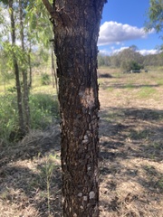 Corymbia tessellaris