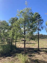 Corymbia tessellaris