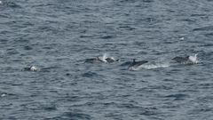 Stenella coeruleoalba