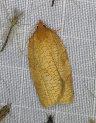 Aphelia alleniana