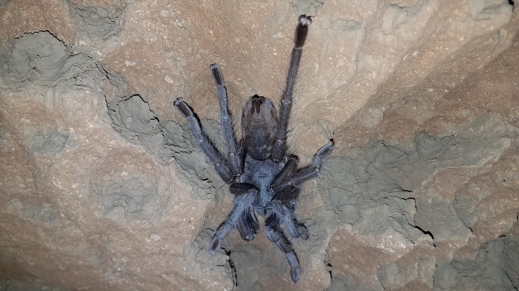 Encyocrates raffrayi from Ambilobe, Madagascar on June 30, 2022 at 06