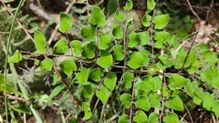 Pellaea cordifolia
