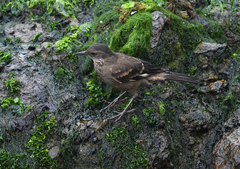 Cinclodes taczanowskii