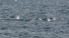 Stenella coeruleoalba