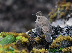 Cinclodes taczanowskii